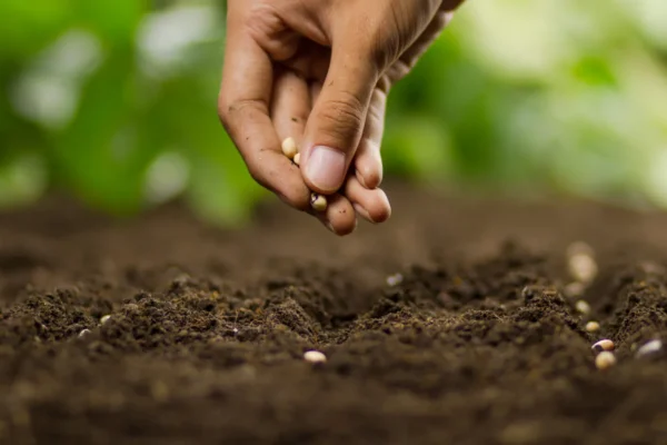 Regenerative Agriculture Farming Techniques That Sustain Soil Health Sustainable Agriculture Farming
