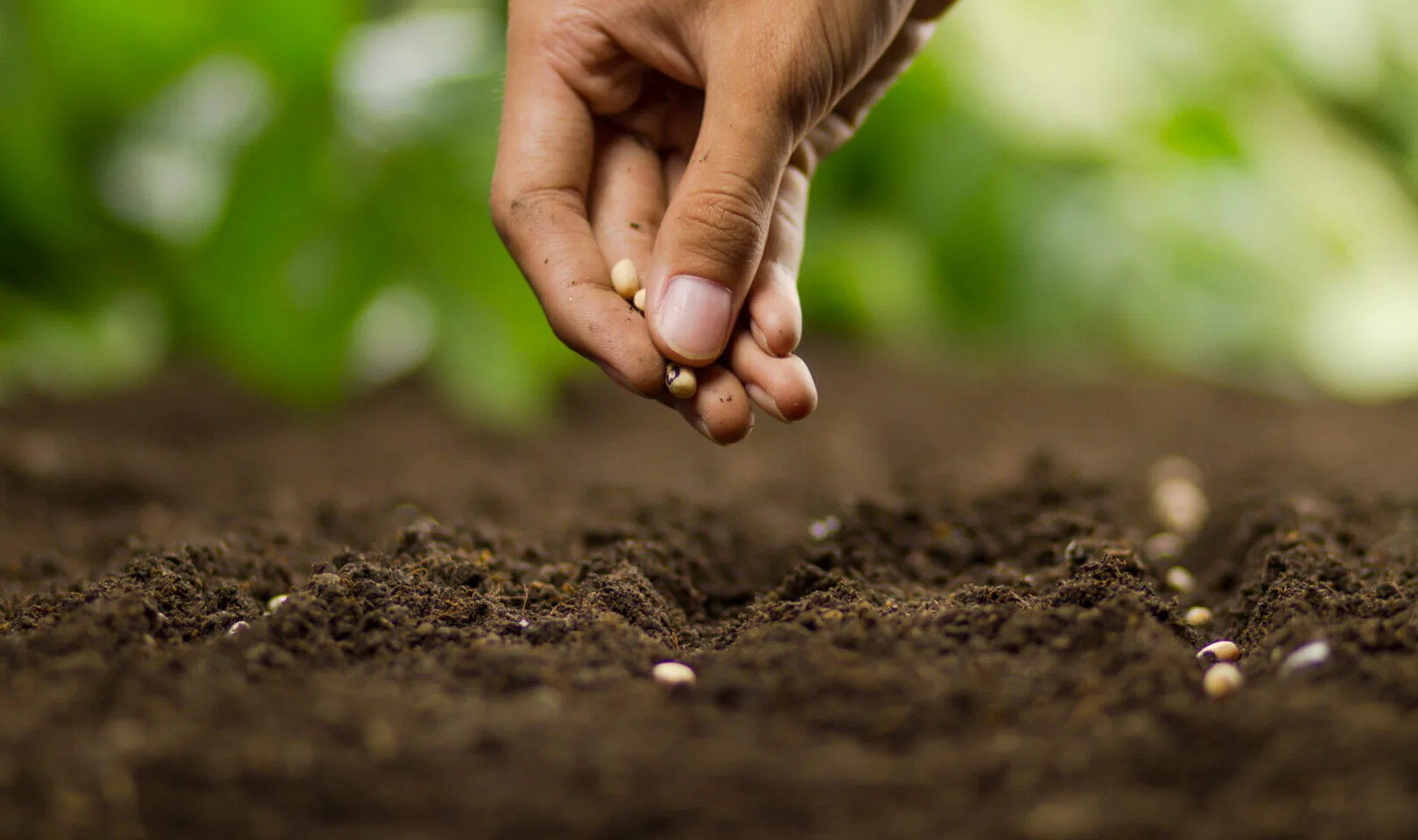 Sustainable Agriculture Farming