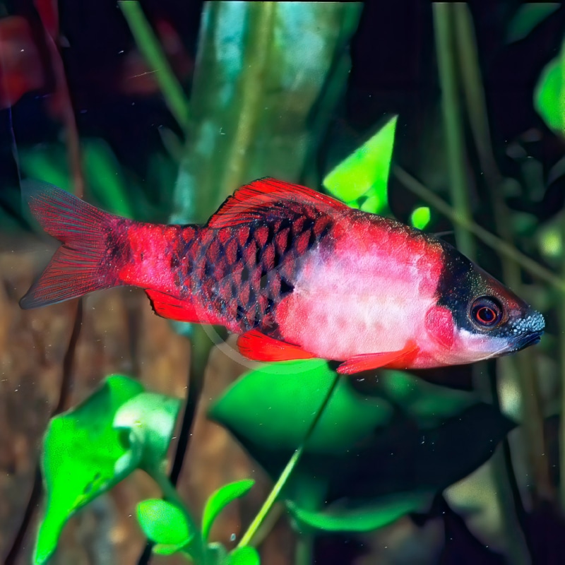 Panda Barb