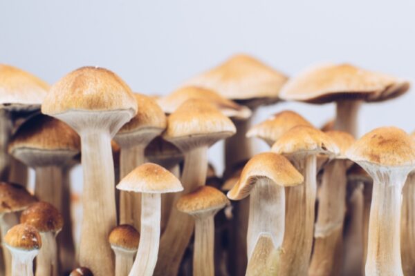 Medicinal Mushroom Market