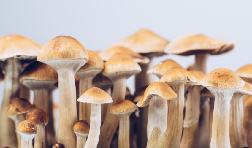 Medicinal Mushroom Market