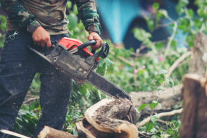 professional tree services