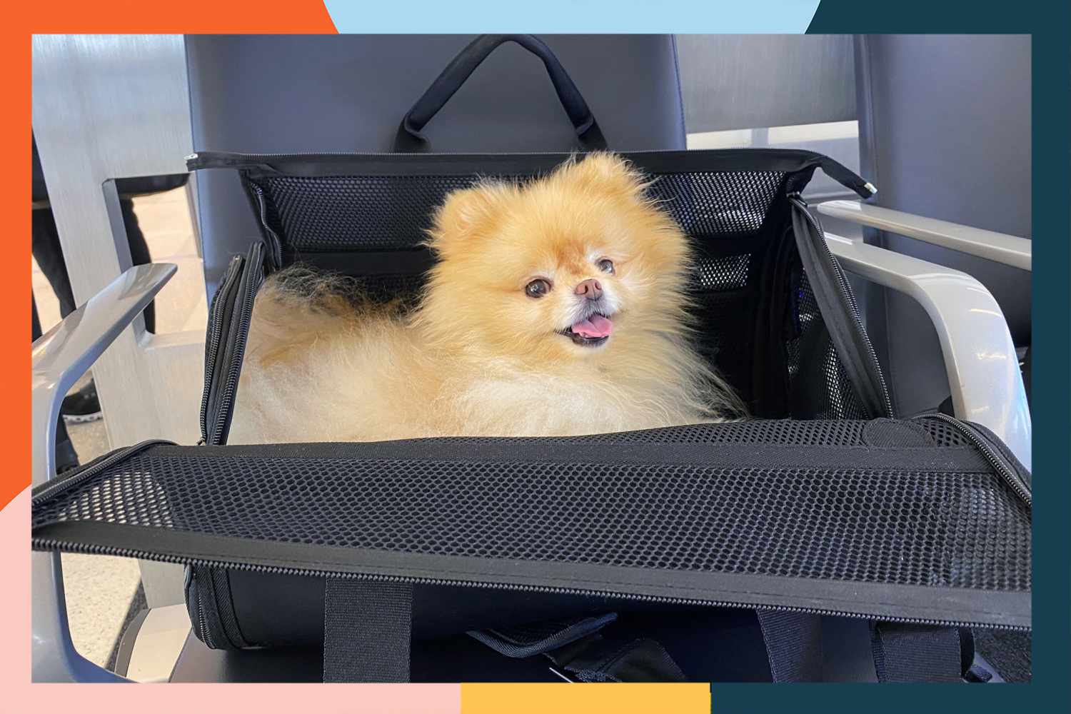 puppy carry harness