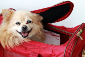 pet dog sling carrier